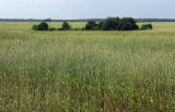 Triticum aestivum