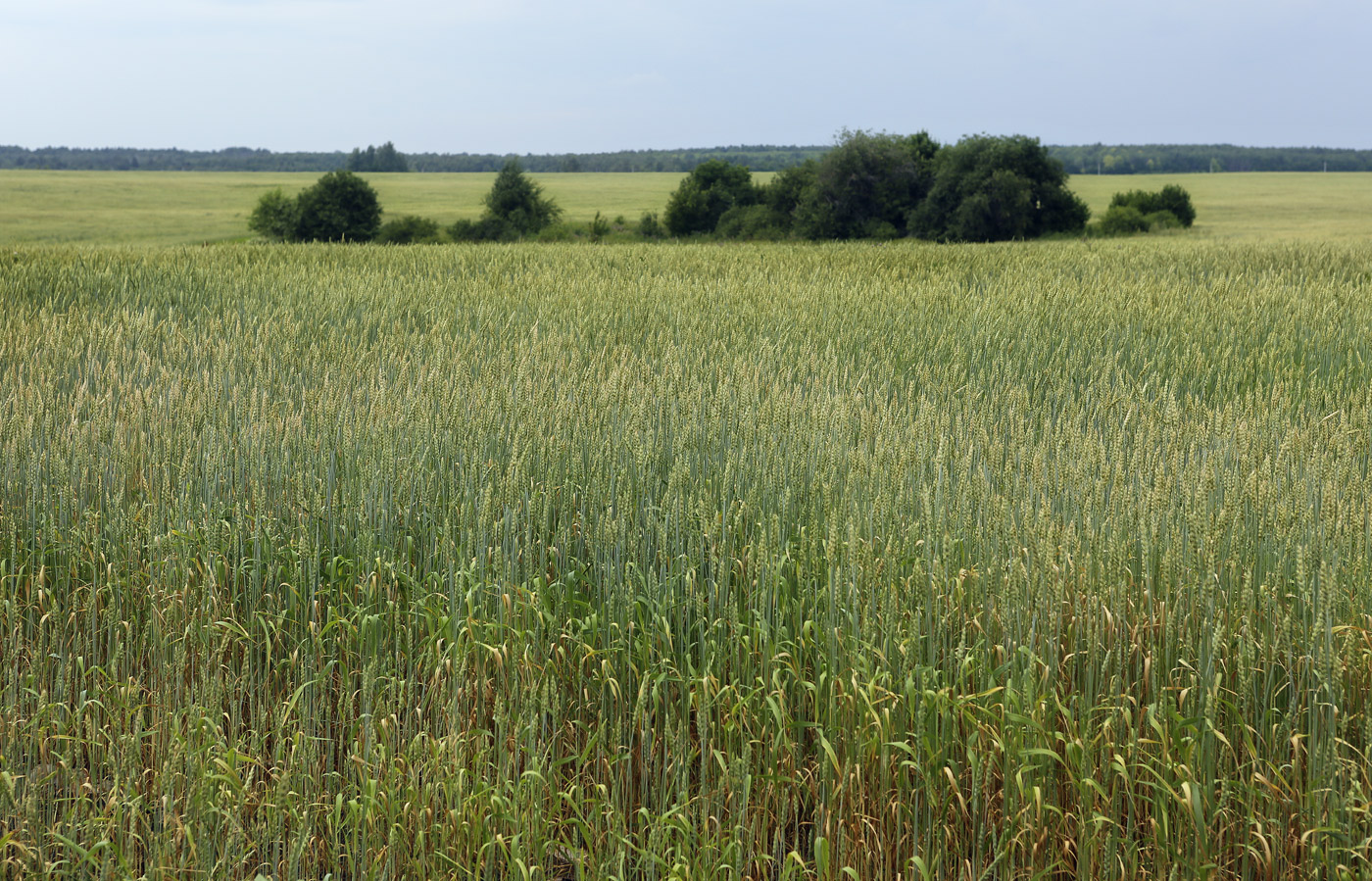 Изображение особи Triticum aestivum.