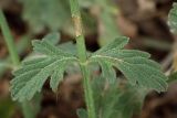 Verbena officinalis