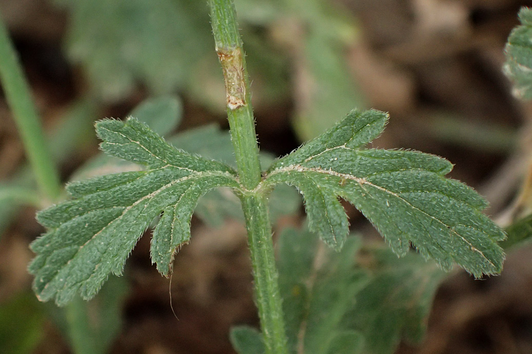 Изображение особи Verbena officinalis.