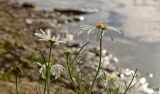 Tripleurospermum inodorum