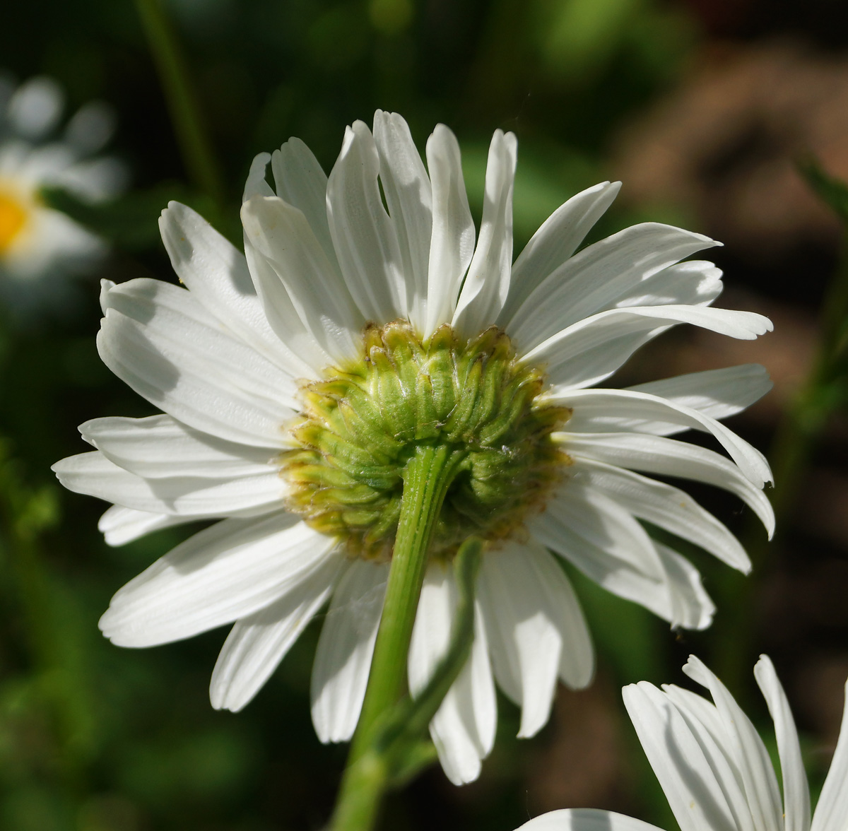 Image of Leucanthemum maximum specimen.