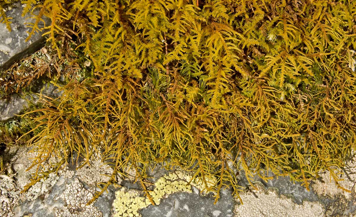 Image of Abietinella abietina specimen.