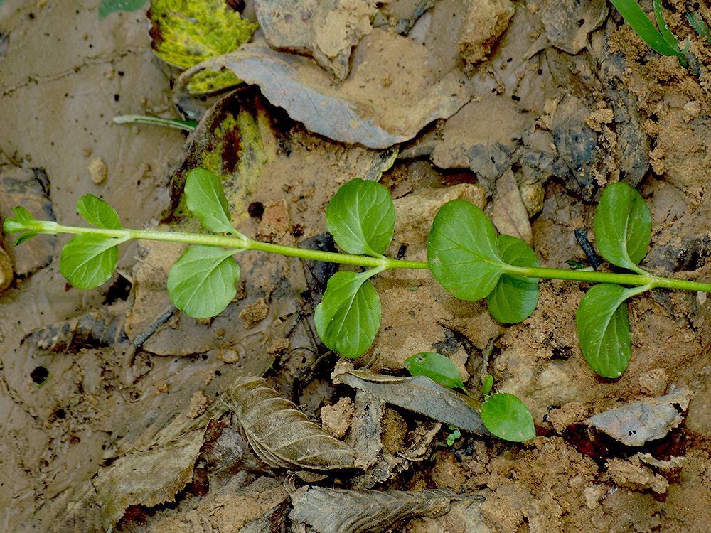 Изображение особи Lysimachia nummularia.