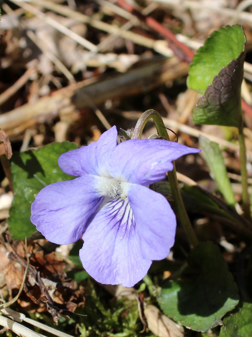 Image of genus Viola specimen.