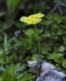 Chrysosplenium alternifolium. Верхушка цветущего растения в сообществе с Glechoma hederacea. Пермский край, г. Пермь, Кировский р-н, сырой луг вдоль смешанного леса. 20.05.2017.