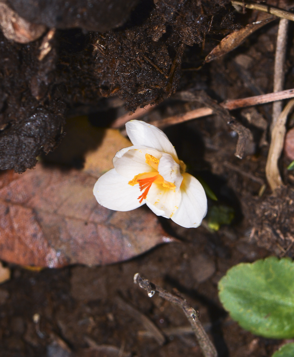 Изображение особи Crocus aleppicus.