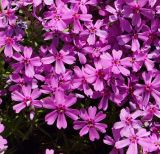 Phlox subulata