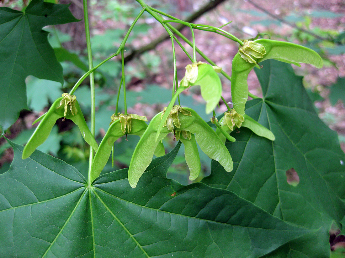 Image of Acer platanoides specimen.