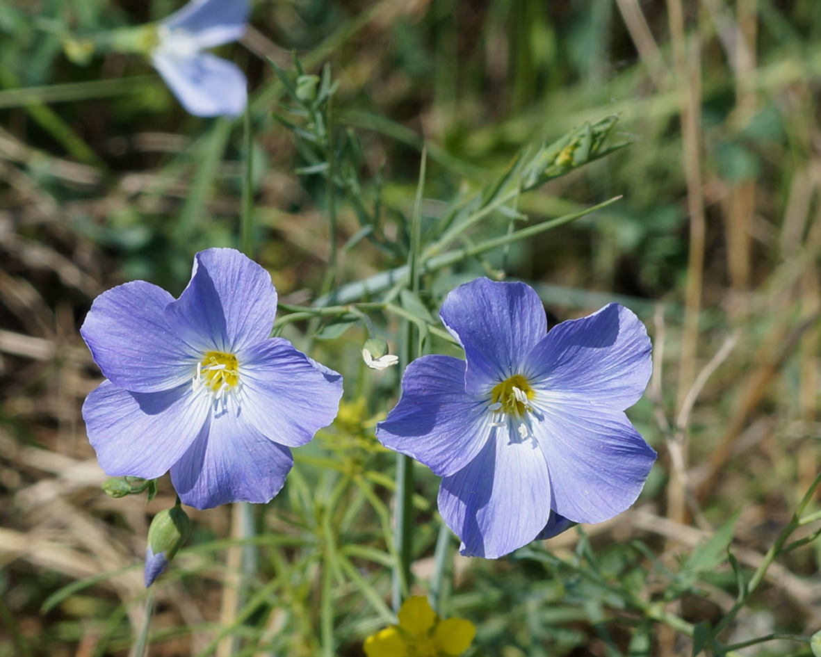 Изображение особи Linum komarovii.