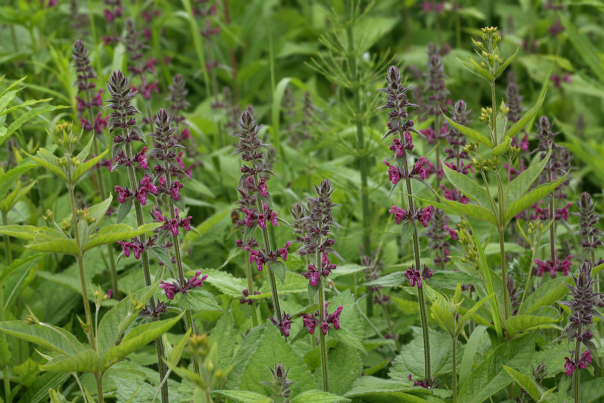 Image of Stachys sylvatica specimen.