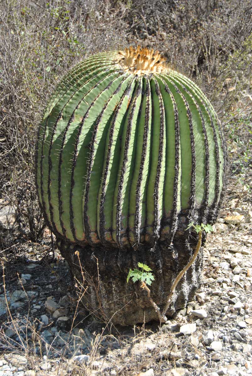 Image of Echinocactus platyacanthus specimen.