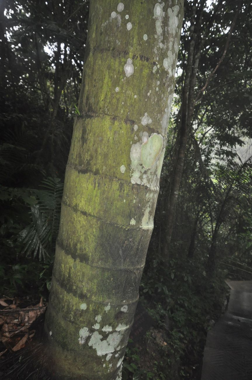 Image of Caryota urens specimen.