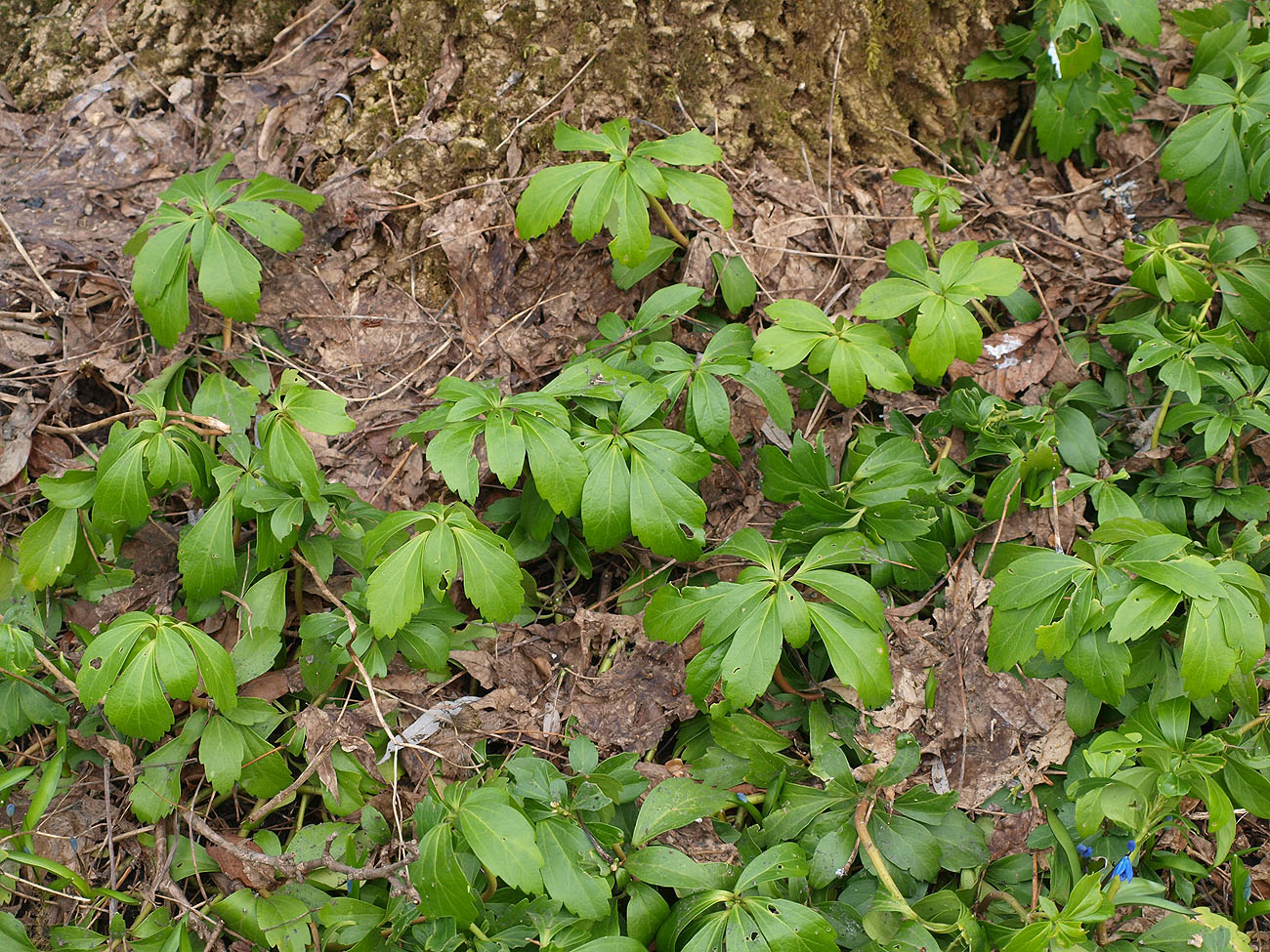 Изображение особи Pachysandra terminalis.