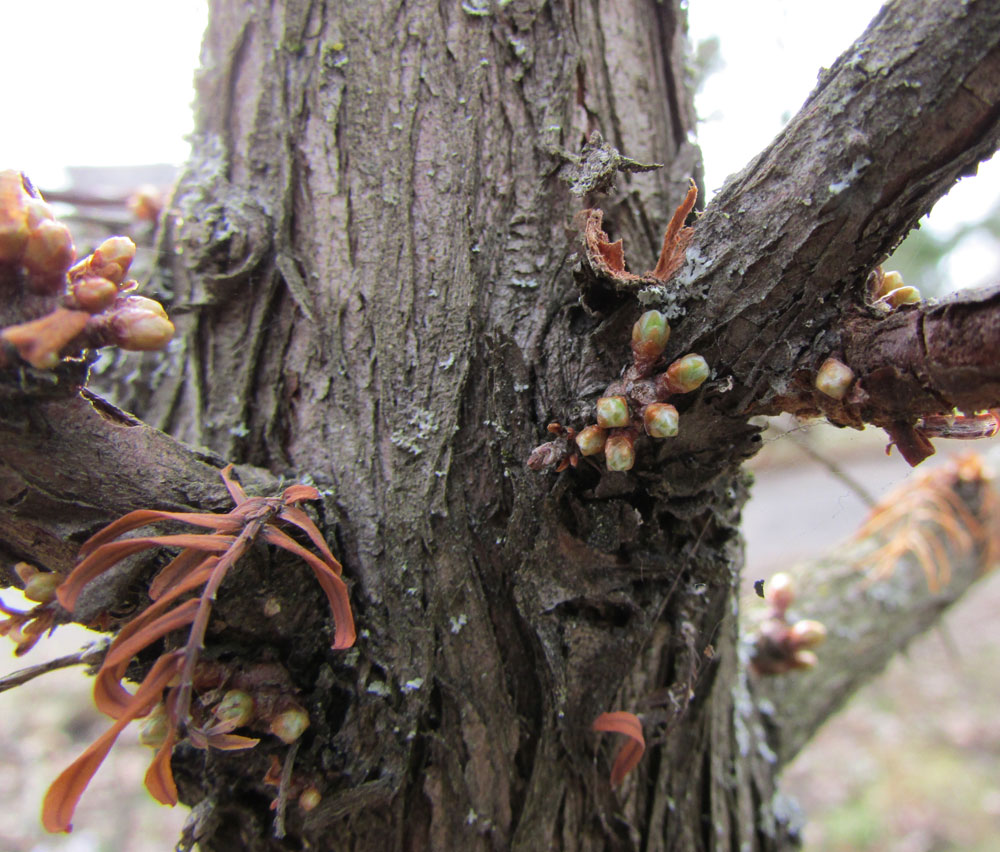 Image of Metasequoia glyptostroboides specimen.