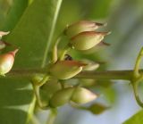 Erythrina crista-galli