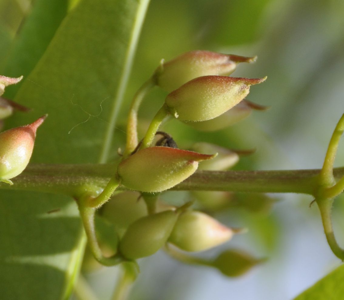 Image of Erythrina crista-galli specimen.