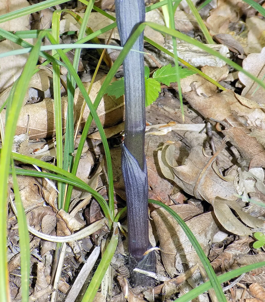 Image of Limodorum abortivum specimen.