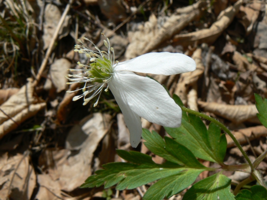 Image of Anemone amurensis specimen.