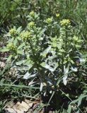 Alyssum alyssoides