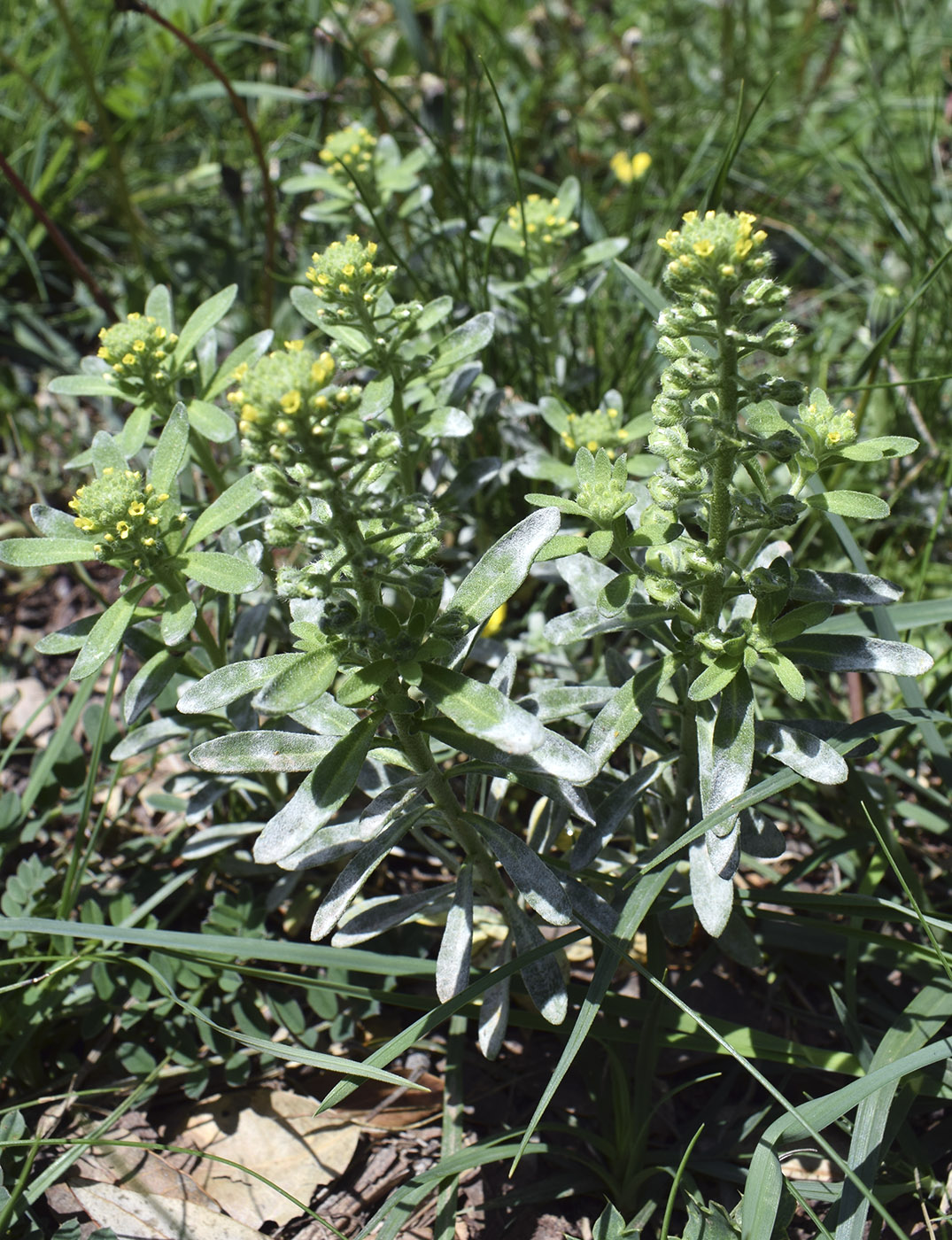 Image of Alyssum alyssoides specimen.