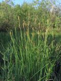 Carex panicea. Цветущие растения. Горный Крым, Долгоруковская яйла, \"Долгоруковское болото\". 10.06.2018.