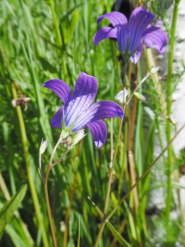 Image of Campanula patula specimen.