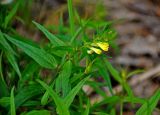 Melampyrum pratense