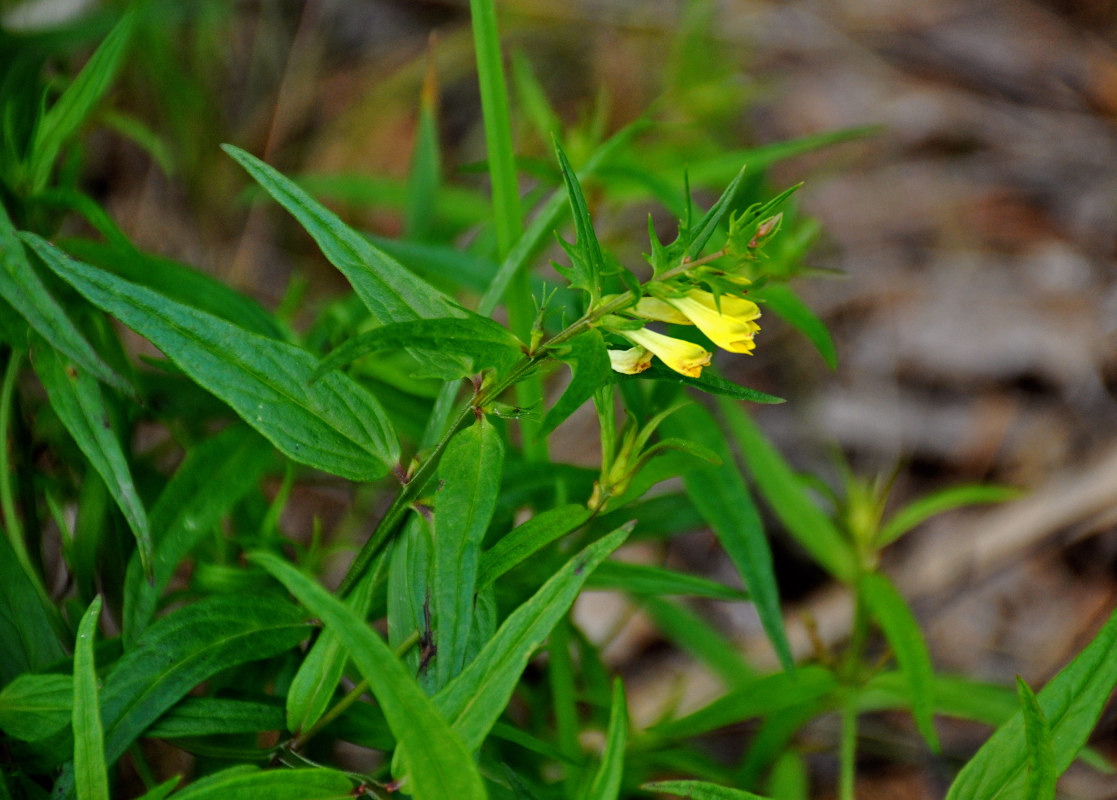 Image of Melampyrum pratense specimen.