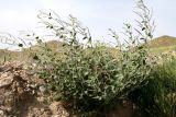 Psoralea drupacea. Цветущее растение. Узбекистан, Кашкадарьинская обл., Гузарский район, окр. Пачкамарского вдхр. 25.05.2010.