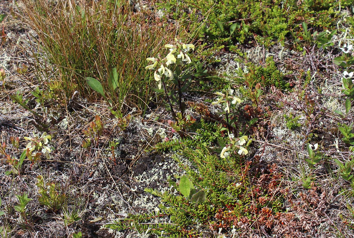 Изображение особи Pedicularis lapponica.