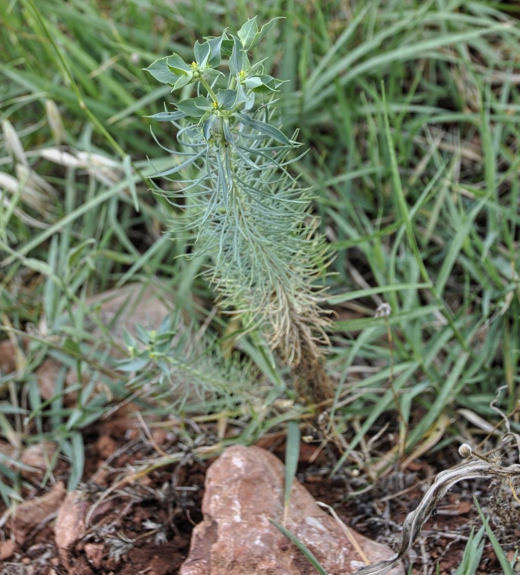 Image of Euphorbia aleppica specimen.