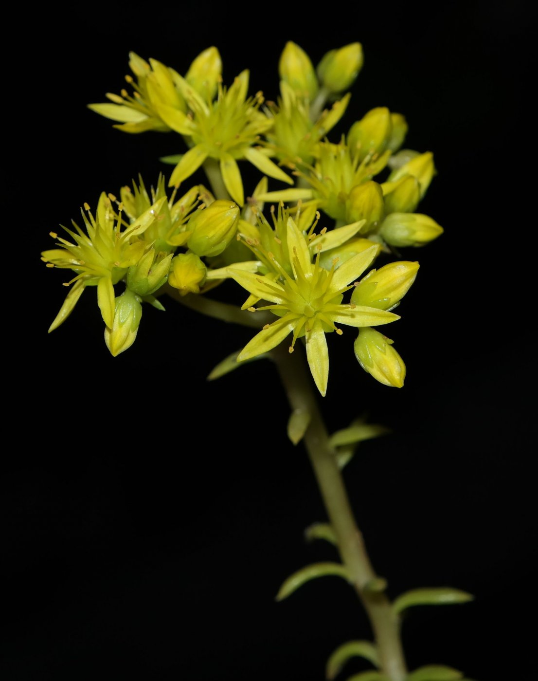 Изображение особи Sedum rupestre.