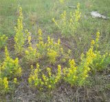 Artemisia palustris