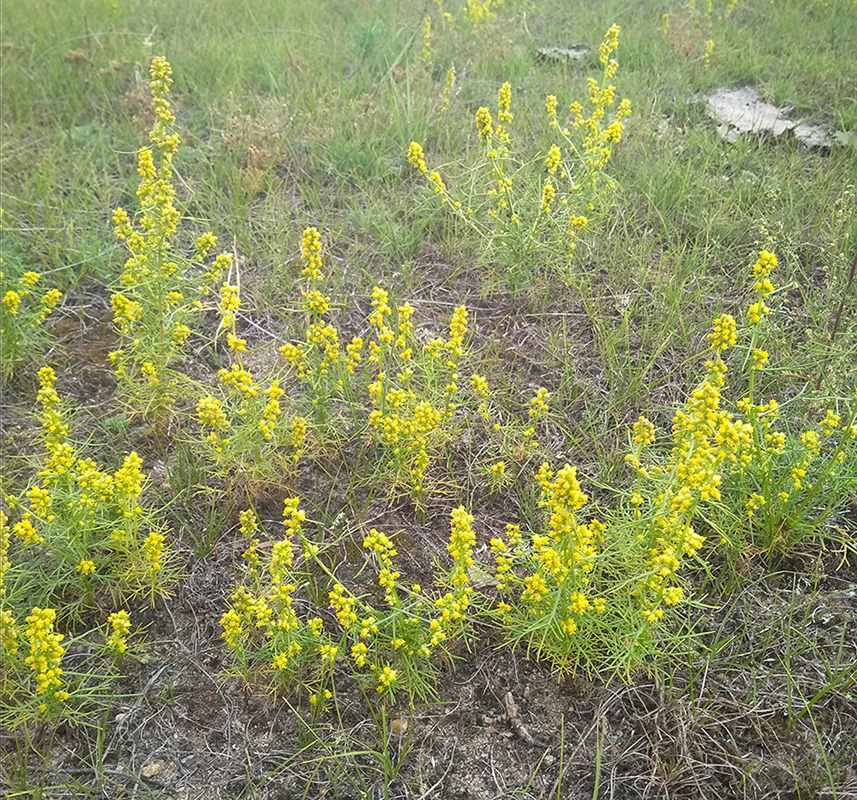 Image of Artemisia palustris specimen.