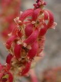 Rumex bucephalophorus