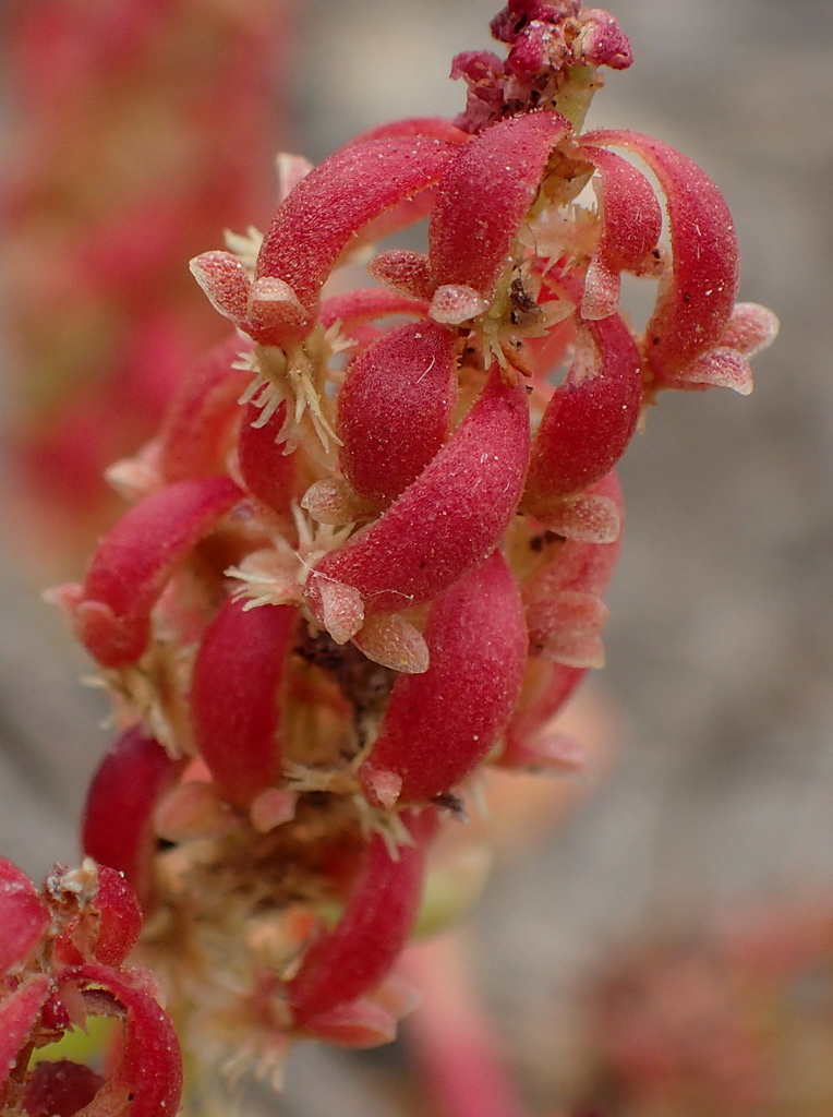 Изображение особи Rumex bucephalophorus.