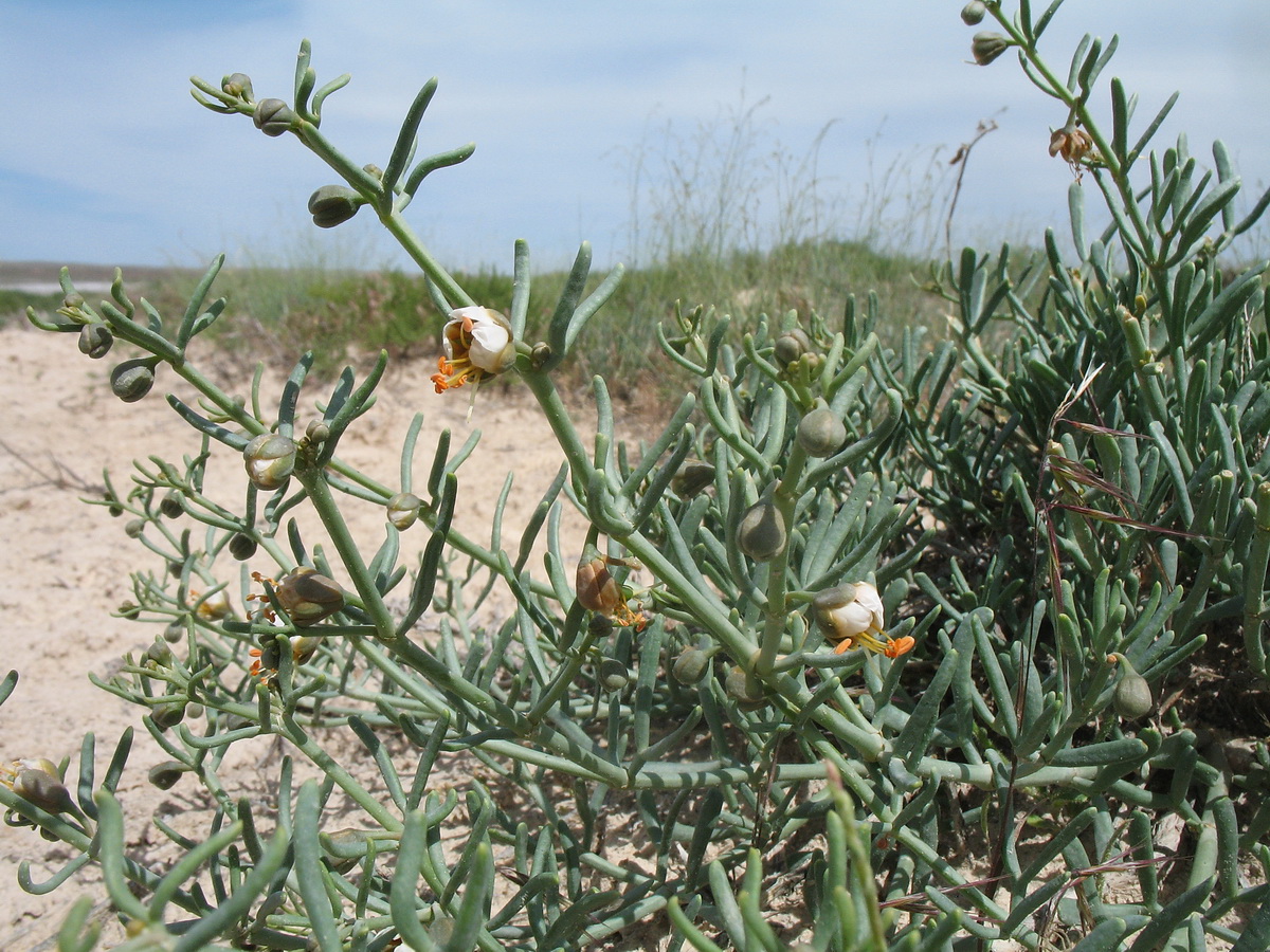 Image of Zygophyllum furcatum specimen.