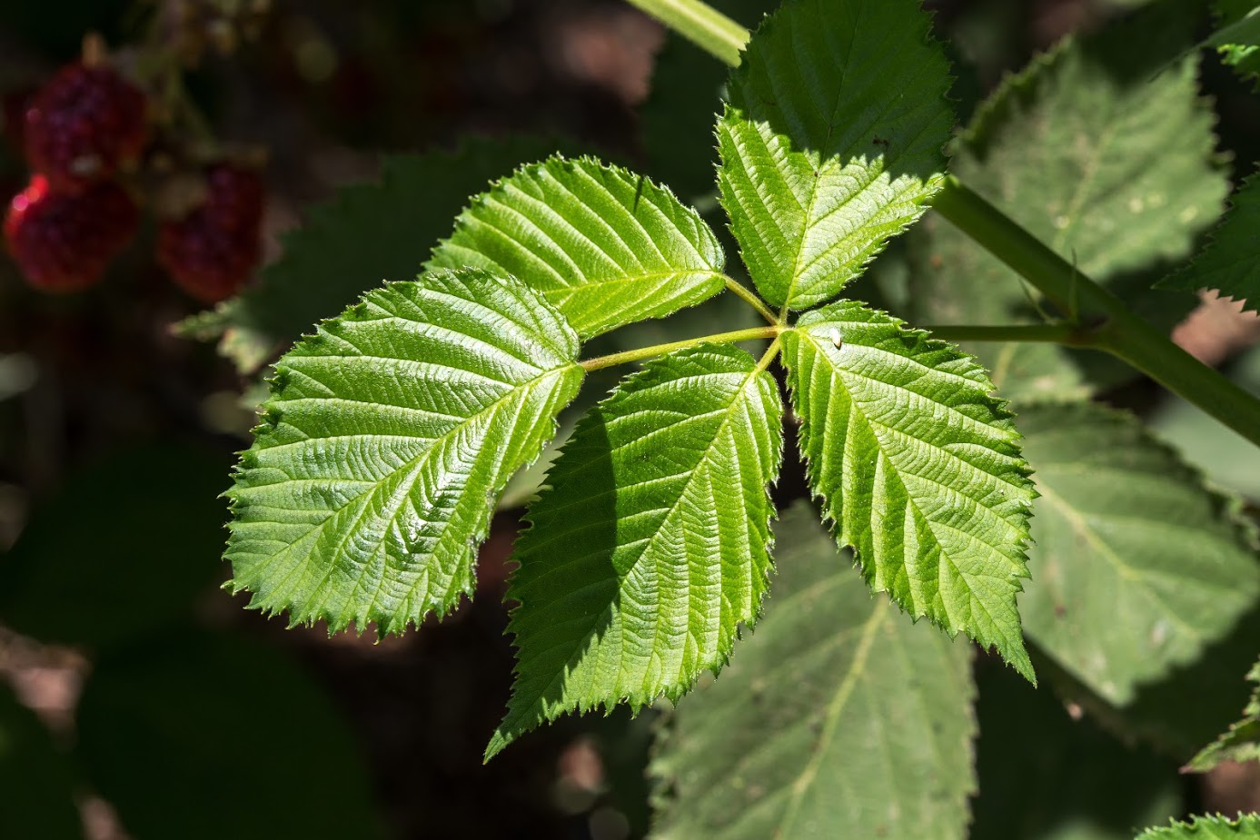 Изображение особи род Rubus.