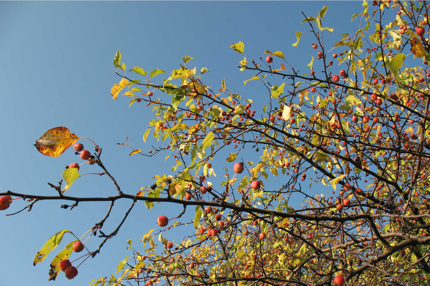 Image of Malus &times; robusta specimen.