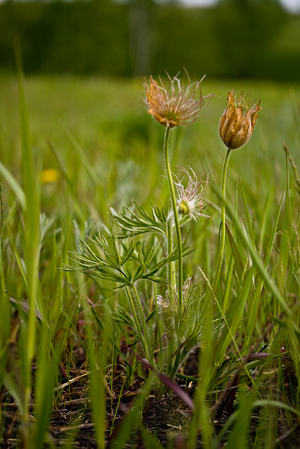 Изображение особи Pulsatilla orientali-sibirica.