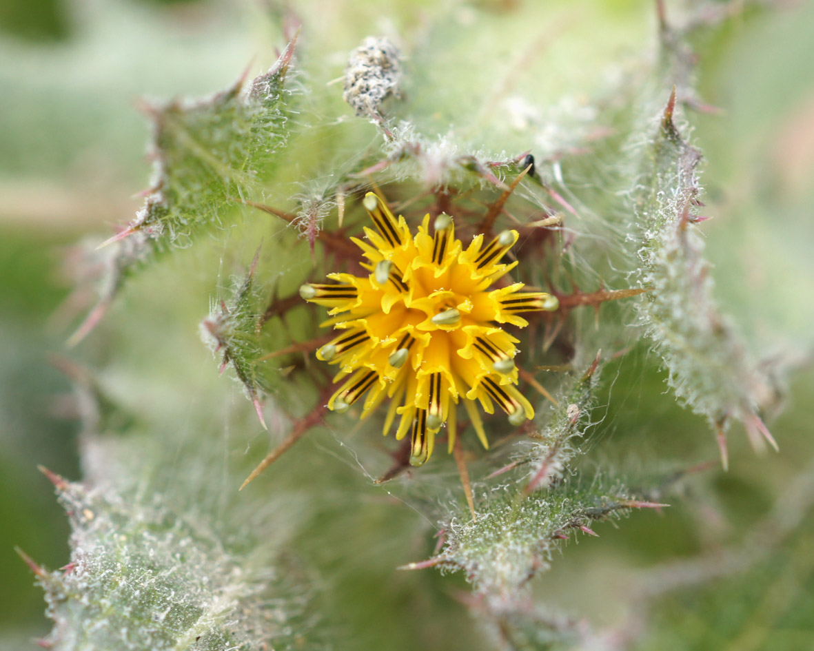 Image of Centaurea benedicta specimen.