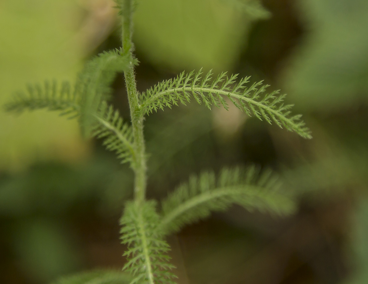 Изображение особи Achillea millefolium.