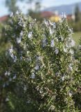 Rosmarinus officinalis. Часть кроны отцветающего растения. Краснодарский край, м/о город-курорт Сочи, Адлерский р-н, Природный орнитологический парк в Имеретинской низменности, кластер №7, в культуре. 30.10.2018.