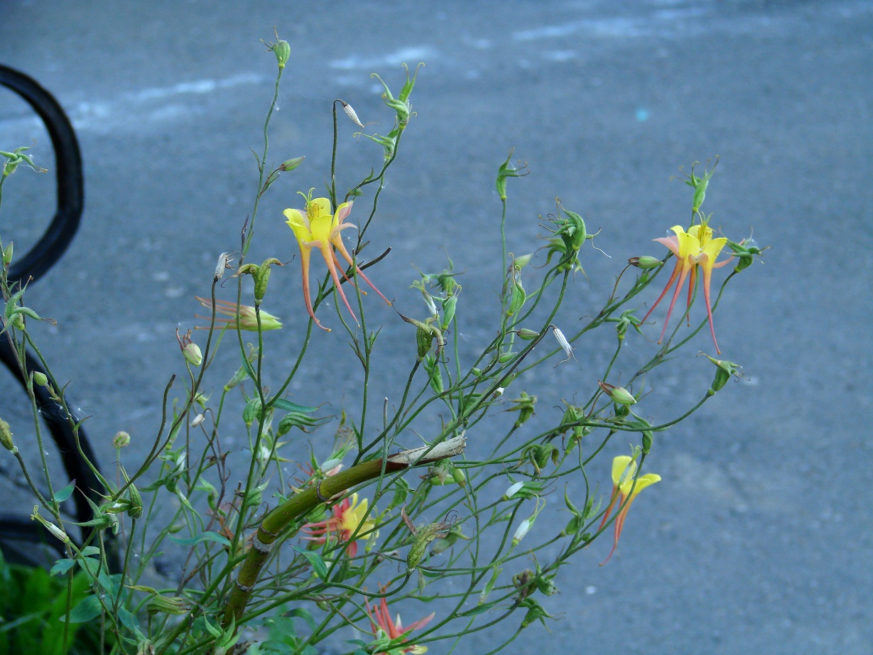 Image of genus Aquilegia specimen.