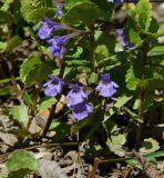 Glechoma hederacea. Нижняя часть цветущего растения. Восточный Казахстан, г. Усть-Каменогорск, правый берег р. Иртыш, обочина грунтовой дороги. 16.05.2018.