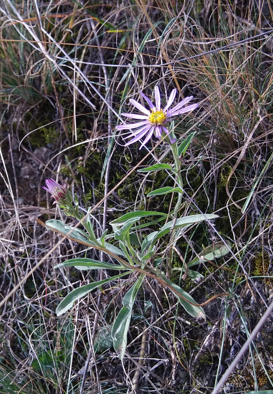 Изображение особи Aster alpinus.