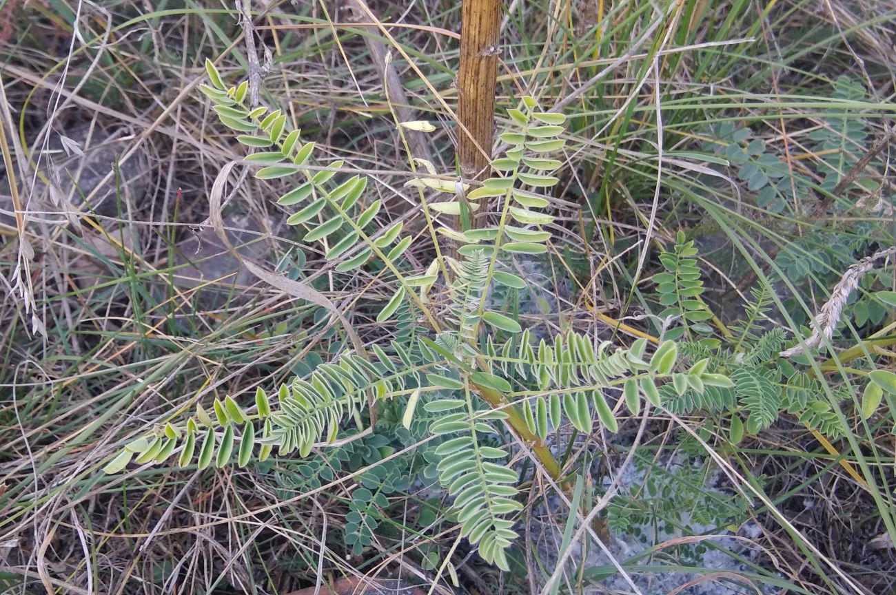 Изображение особи семейство Fabaceae.