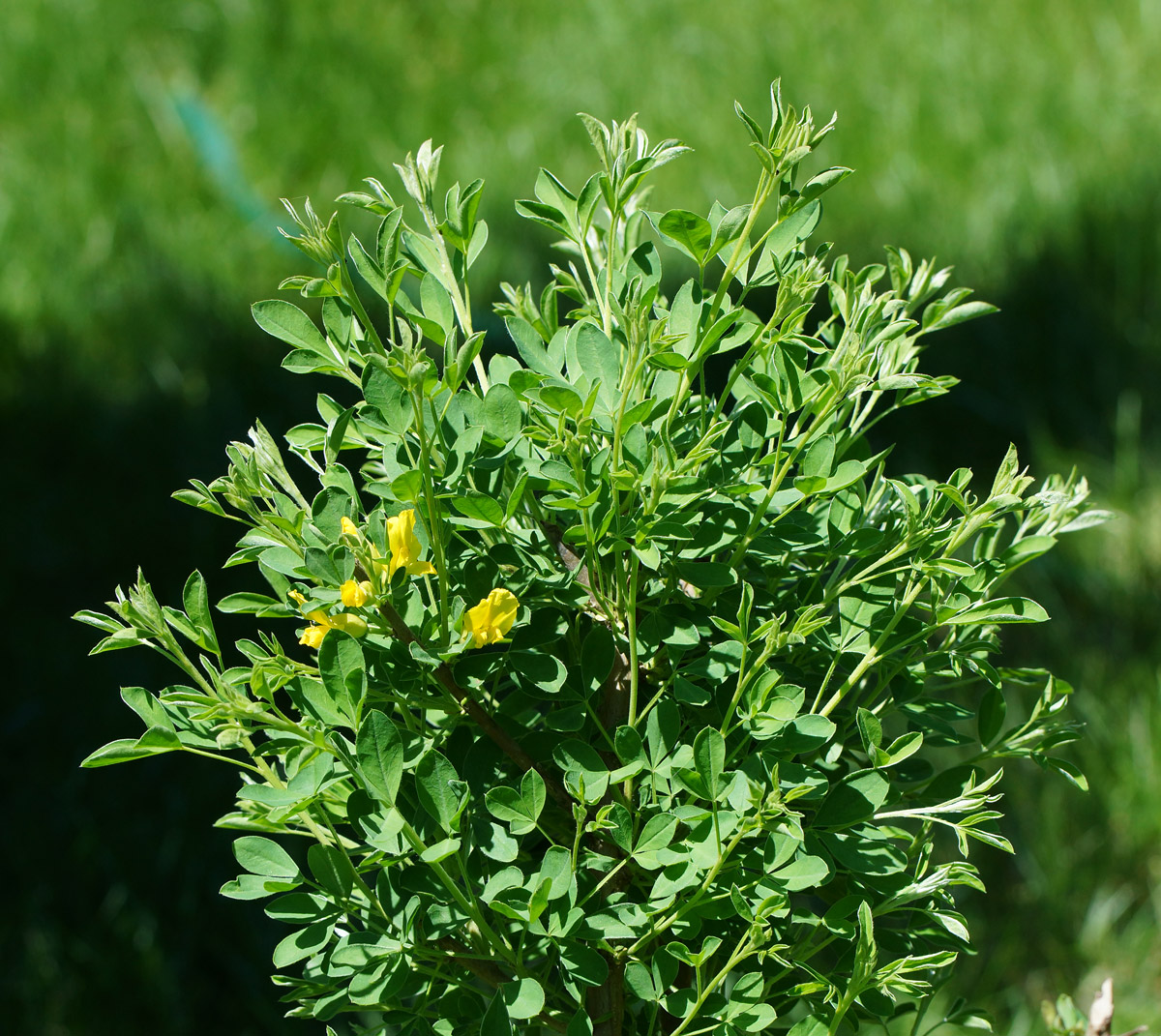Изображение особи Chamaecytisus ruthenicus.
