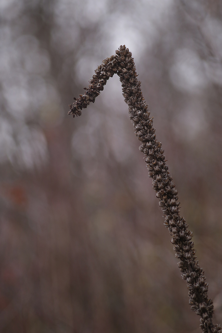 Image of genus Verbascum specimen.